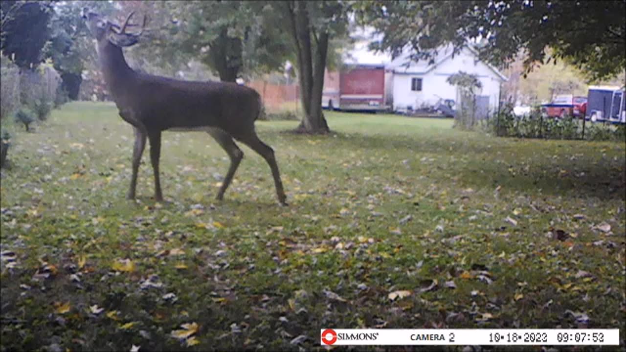 Backyard Trail Cams - 3 Bucks in Back Yard