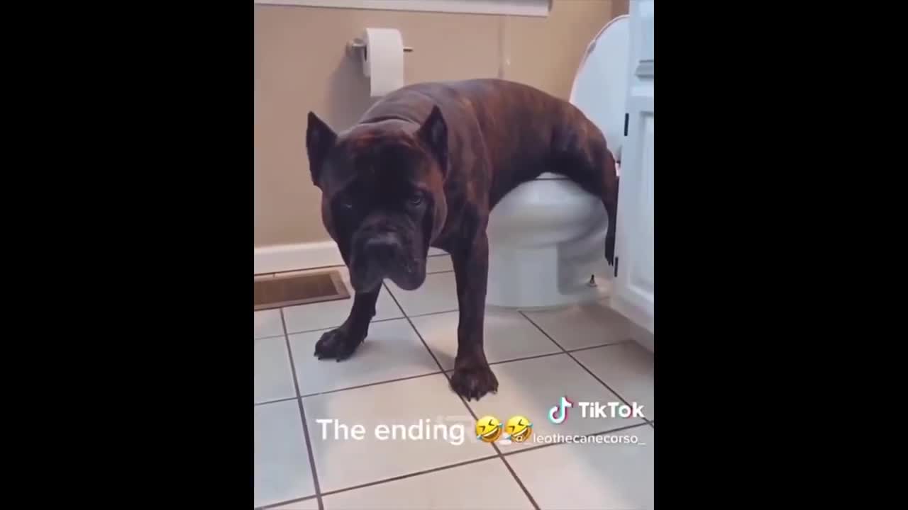 ANIMAIS PEIDANDO 😱 TENTE NÃO RIR 😂