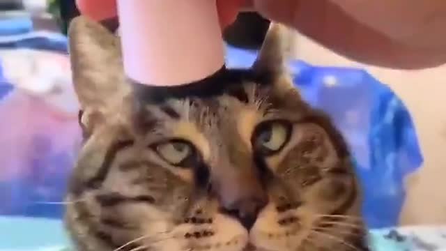 funny cats moments//cats video made by animallover11