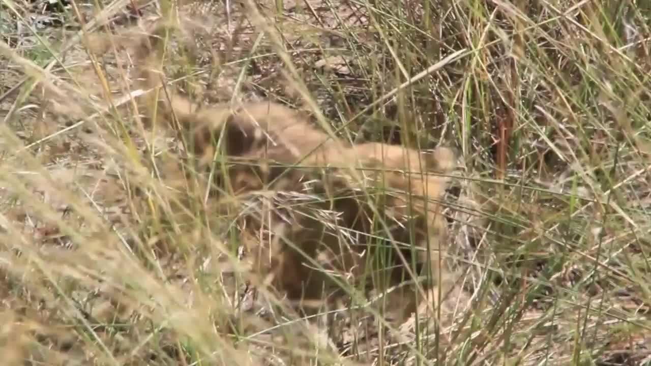 Lion cub walking in grass