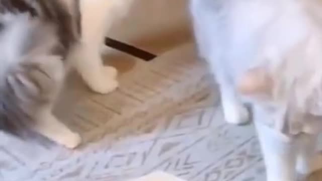 #shortsvideo 🤣Funny Dog😻😻 and 🐱🚀🐱🚀Cats Funny pet animals videos #shorts #Funny creatures' Life