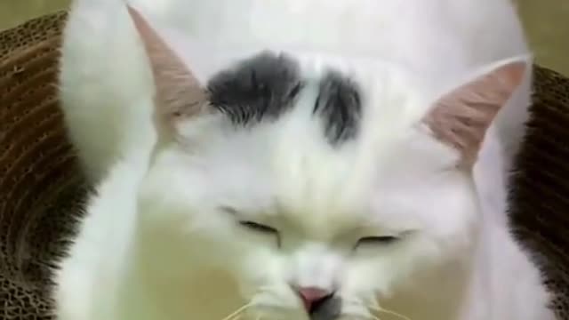 Funny Animal Video-2022 Top Funny Video