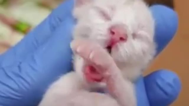 Kitten Born Dead Brought Back To Life 💩😾