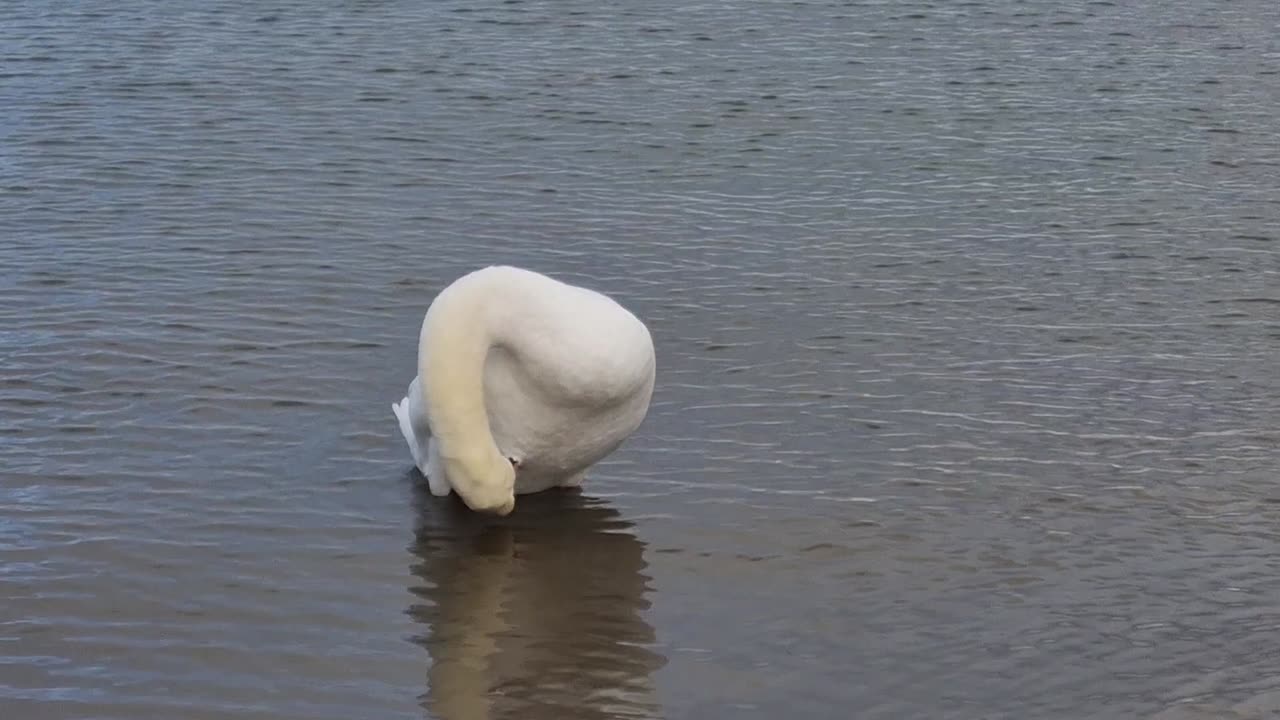 Mute Swans On A Lake In Great Britain