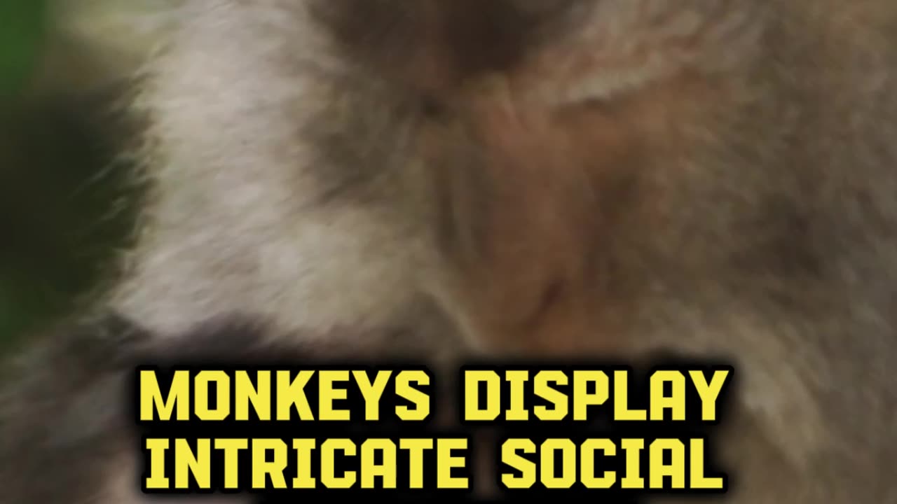 Monkey Magic: A Peek into Primate Lives 🐒 #shorts #monkey