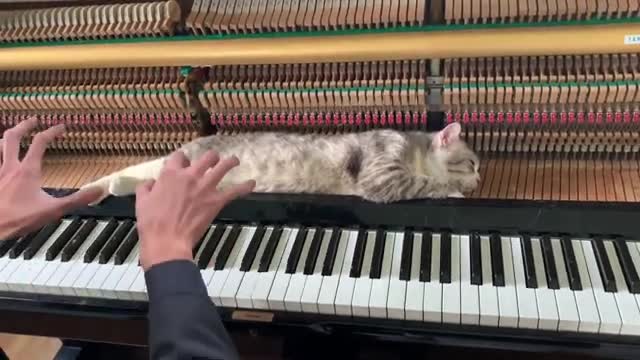 Relaxing Jazz Music - Piano massage for meow