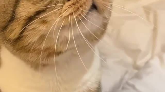 CUTE CAT 🥰TOLD SOMETHING...