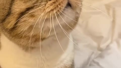CUTE CAT 🥰TOLD SOMETHING...