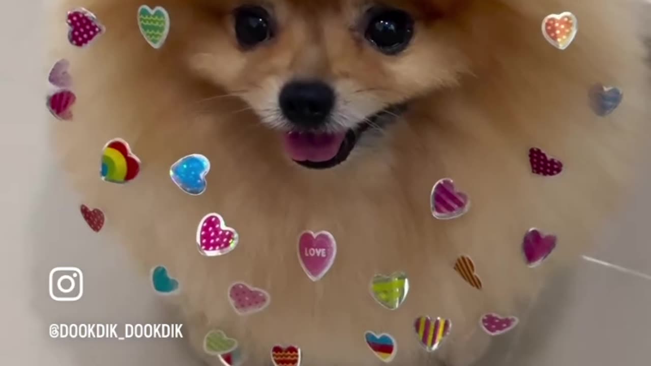 Cute dog with stickers