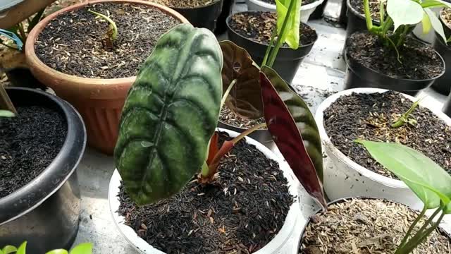 Houseplant Collection at Greenhouse