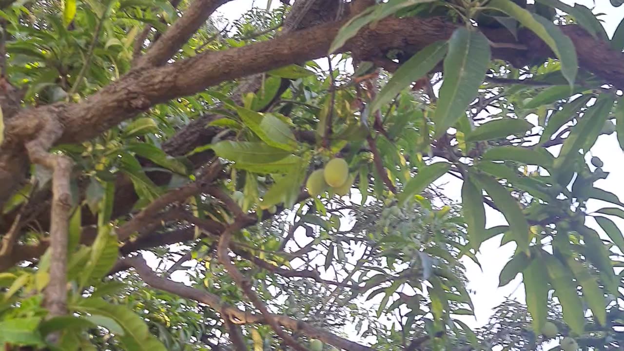 Journey of the mango tree #Nature #mango