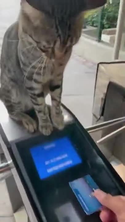Cat Ain't Play, He is Checking Train Pass 🤓
