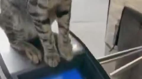 Cat Ain't Play, He is Checking Train Pass 🤓