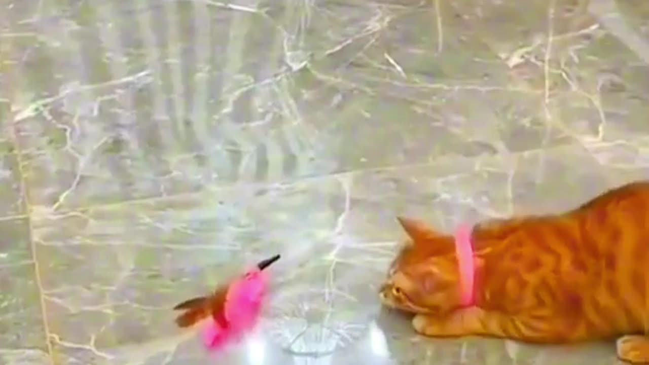 Funny animal video