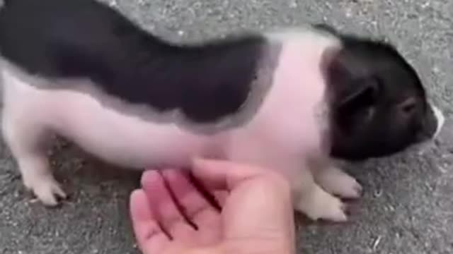 Cute Animals | Funny Animal Videos | Cute Animal Videos | So Cute Dog 15 😘 #shorts