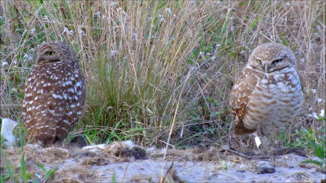 Pair of Burrowing Owls