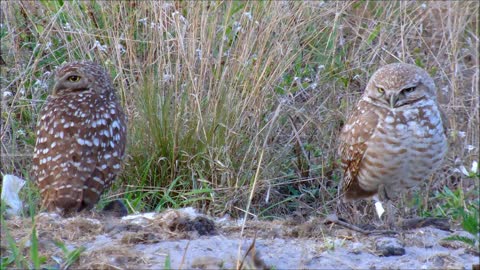 Pair of Burrowing Owls