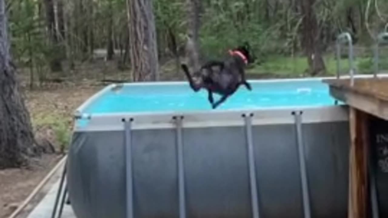 When your lab hears the word "water" ViralDogs & Puppiesviral