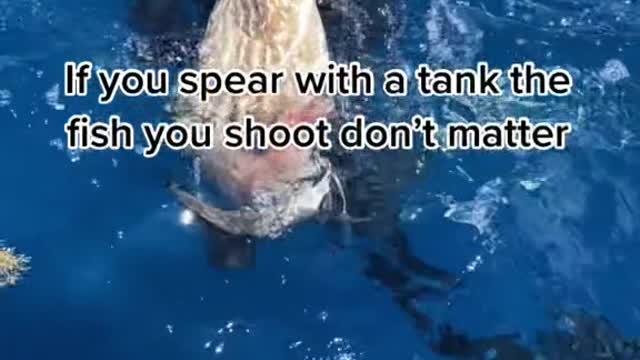 If you spear with a tank the fish you shoot don't matter