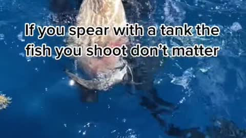 If you spear with a tank the fish you shoot don't matter