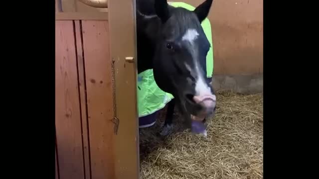 Funny and Cute Horses That Will Change Your Mood For Good