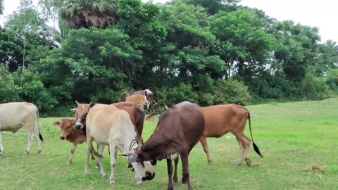 The Cattle eats on grass