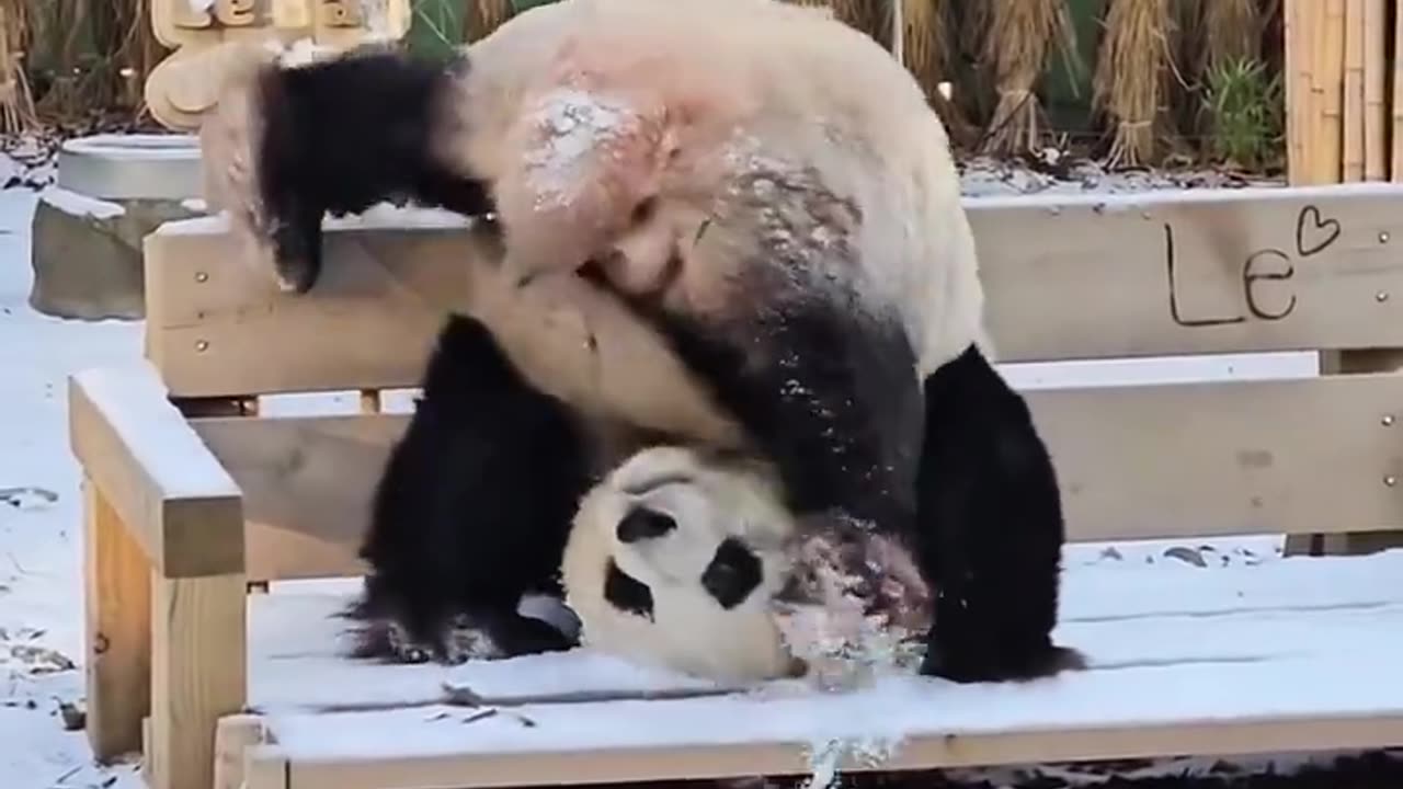 A PANDA DOING A HANDSTAND