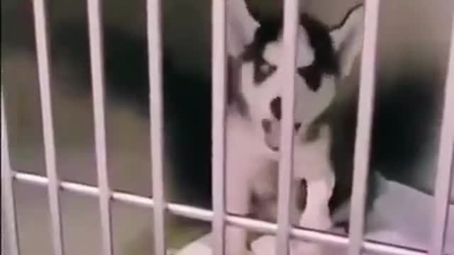 Talking pup?? I want this one SO bad...