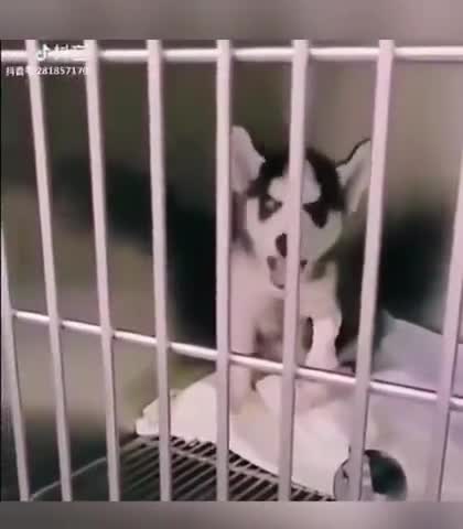 Talking pup?? I want this one SO bad...