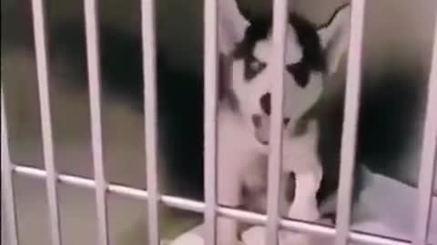Talking pup?? I want this one SO bad...