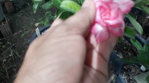 Essa Aqui é a Rosa do Deserto Belinda 😍