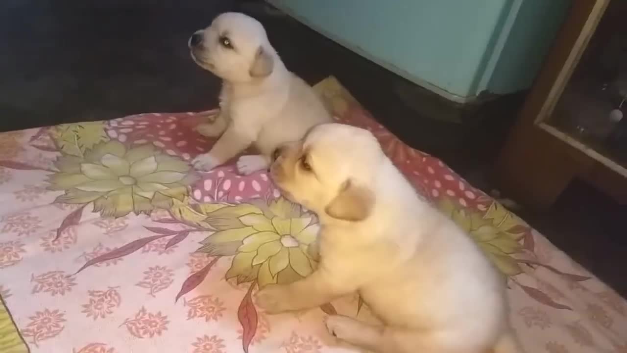 Puppies Are Fighting But Mom Knows How To Stop Them。