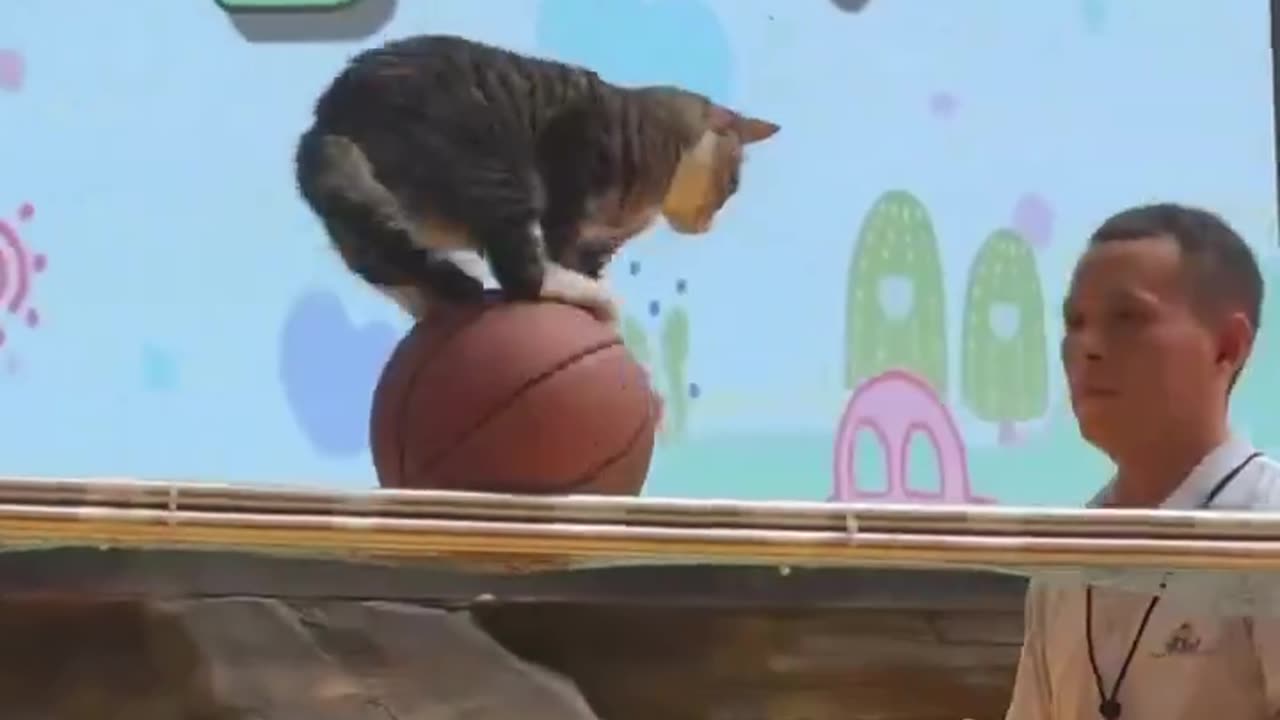 Circus Cat