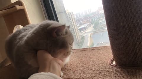 Touch the cat's furry little head