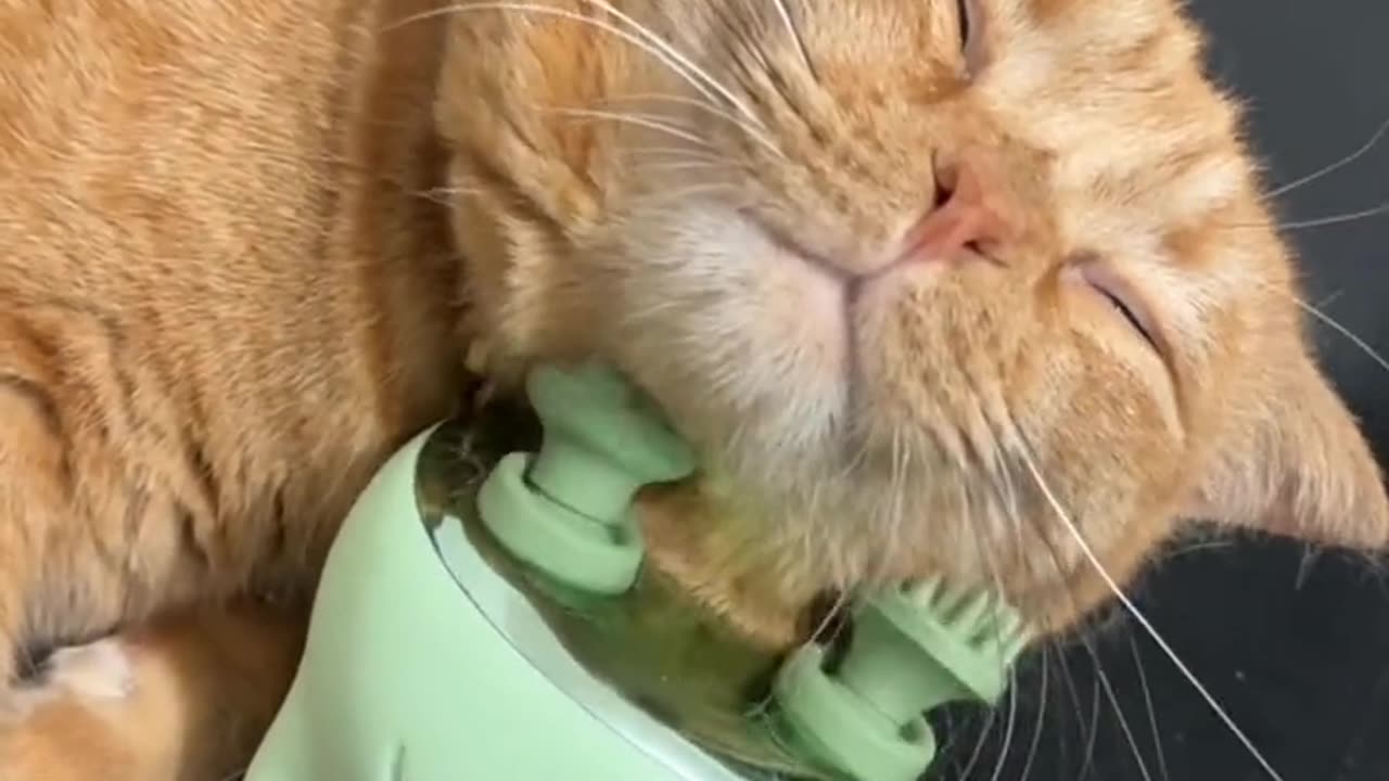 Cat massage enjoy cat