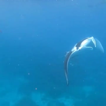 Magical manta encounters on the reef off Heron Island ✨⁠