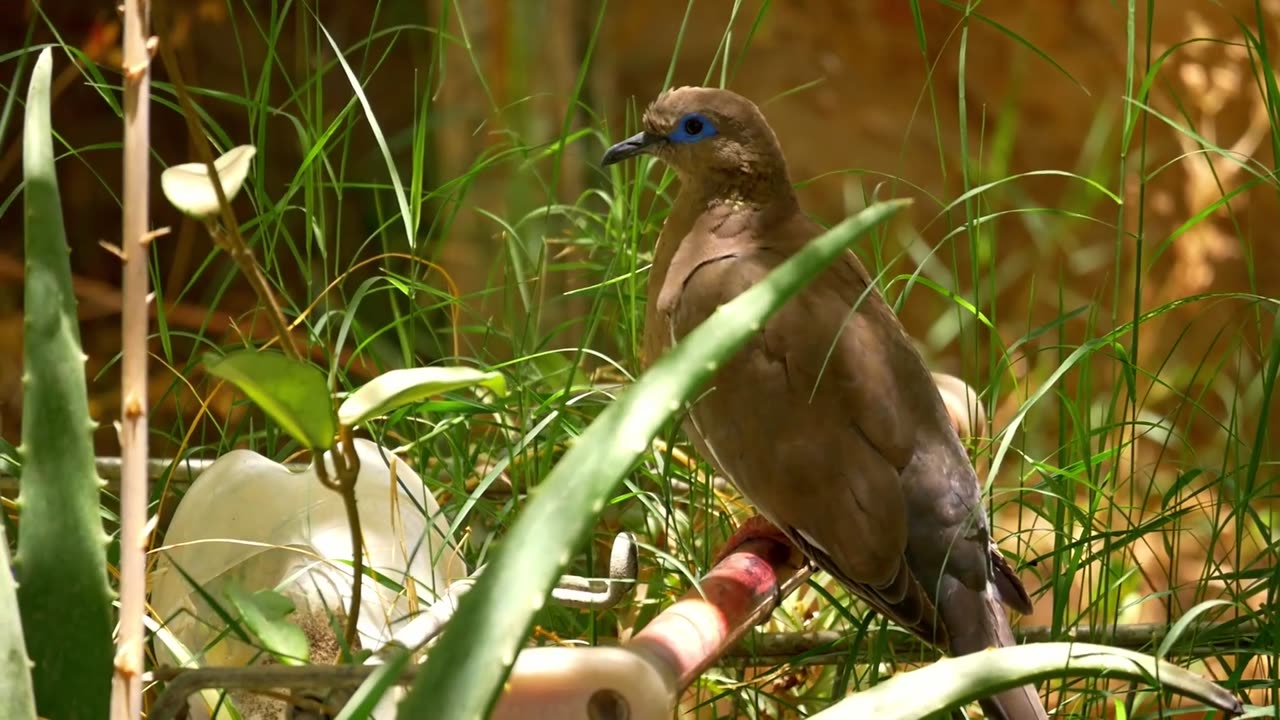 beautiful bird