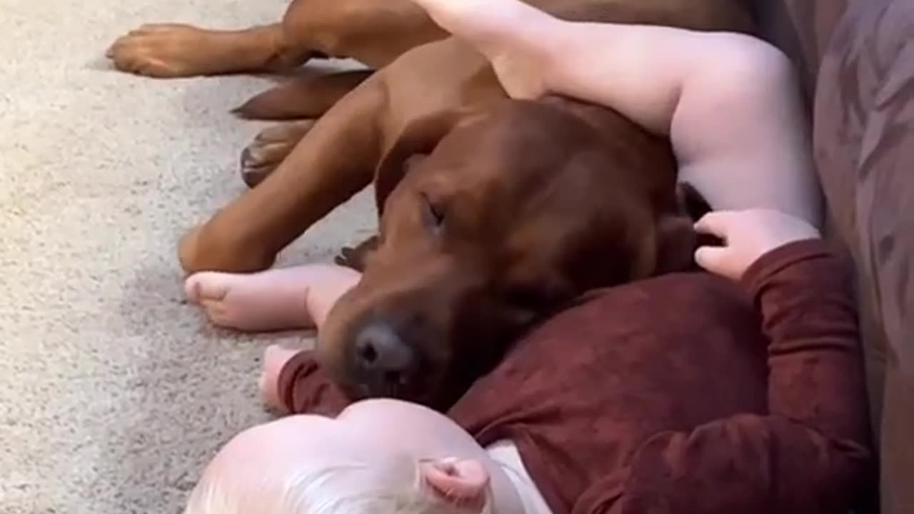 Just boy and dogig