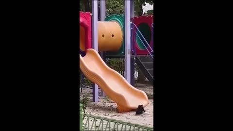 Funny animal videos. Funny Cats& Dogs