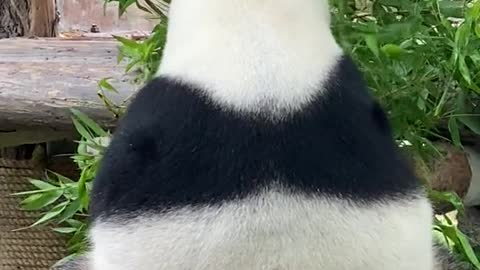 giant pandas