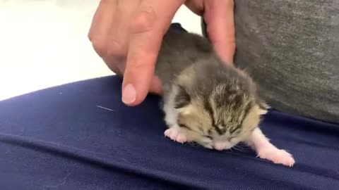 The laziest kitten in the world sleeps on dad's palm