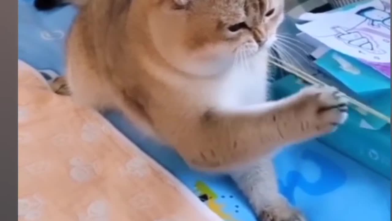 Funny Cats