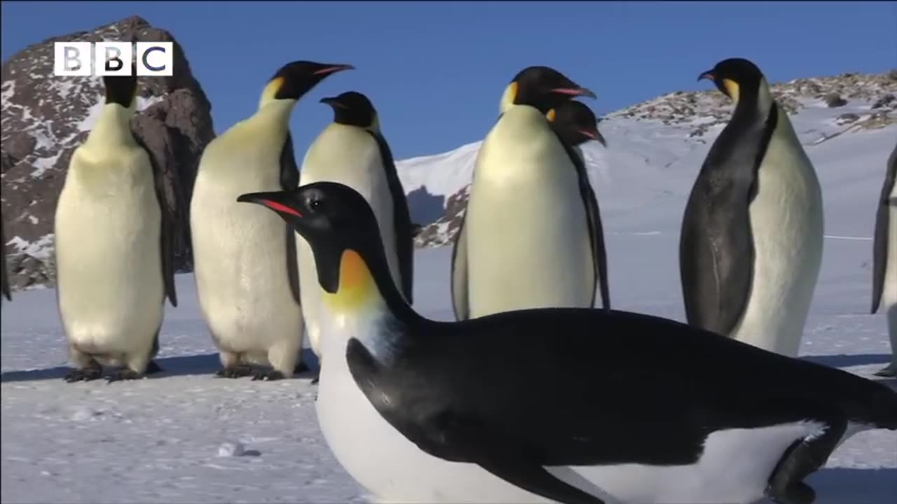 ROBOT PENGUINCAM MEETS EMPEROR PENGUINS FROM "PENGUINS - SPY IN THE HUDDLE"