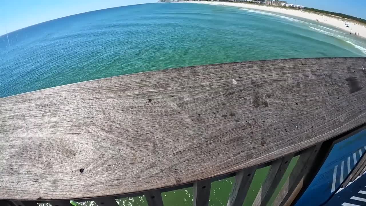 Saltwater PIER FISHING with Shrimp!