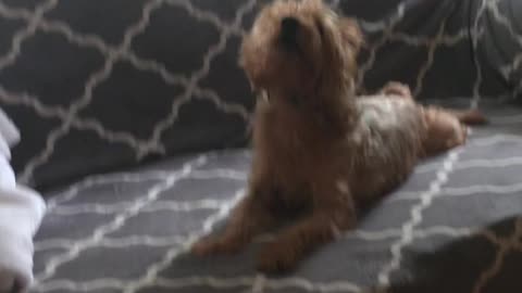 After Bath Shenanigans