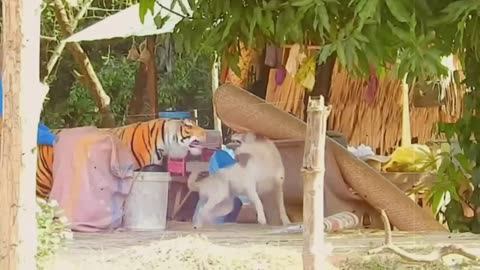 Troll Prank Dog Funny & fake Lion and Fake Tiger Prank To dog & Huge Box Prank to dog