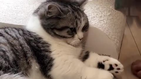 Cat sucking.