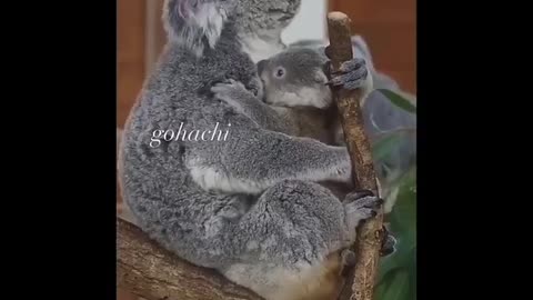 Baby Koala