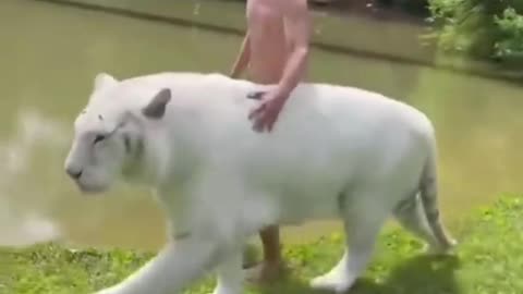 Best funny animal vidéos