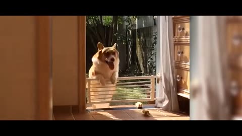 Animal Fails Over The Years #Funny